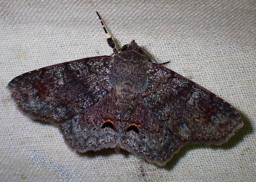Lesmone nigrilunata