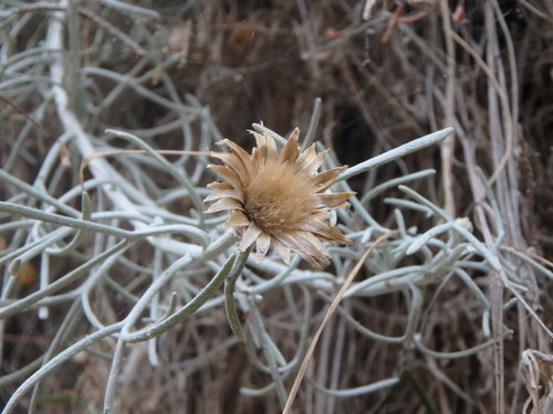 Image of Centaurea akamantis by (c) Daniel Cahen, some rights reserved (CC BY)