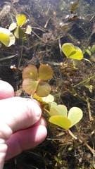 Marsilea minuta