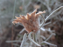 Centaurea akamantis