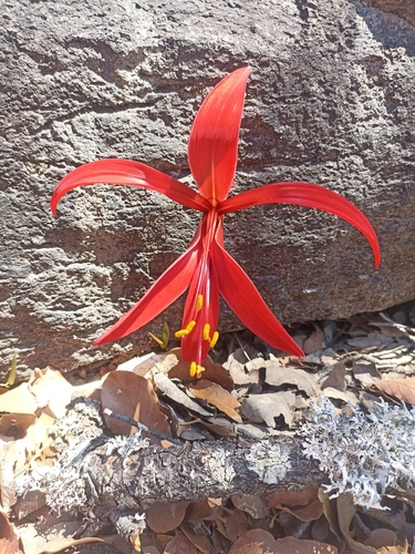 Image of Zephyranthes formosissima by (c) Favian Flores Medina, some rights reserved (CC BY)