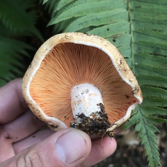 Lactarius aestivus