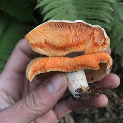 Lactarius aestivus