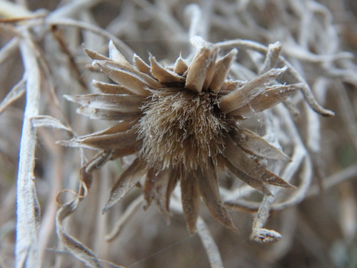 Image of Centaurea akamantis by (c) Daniel Cahen, some rights reserved (CC BY)