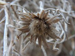 Centaurea akamantis