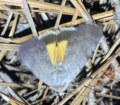 Messalina Underwing photo 3