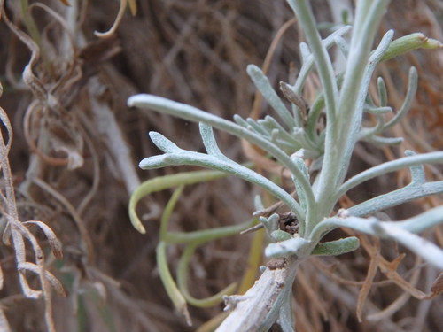 Image of Centaurea akamantis by (c) Daniel Cahen, some rights reserved (CC BY)