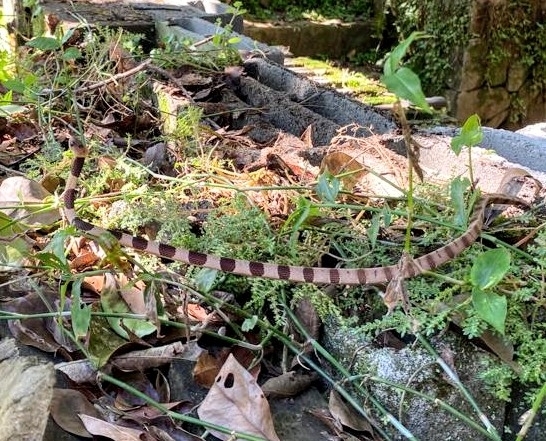 Atlantic Forest Snail-Eater photo 2