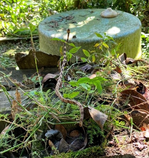 Atlantic Forest Snail-Eater photo 3