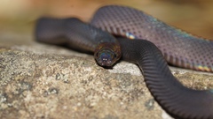 Achalinus formosanus