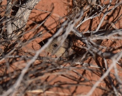 Thomomys bottae centralis