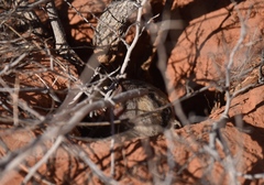 Thomomys bottae centralis