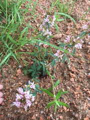 Lespedeza stuevei
