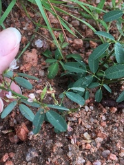 Lespedeza stuevei
