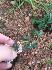 Lespedeza stuevei