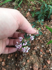 Lespedeza stuevei