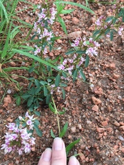 Lespedeza stuevei