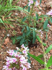 Lespedeza stuevei