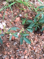 Lespedeza stuevei