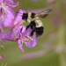 Sanderson's Bumble Bee - Photo (c) Mark Olivier, some rights reserved (CC BY-NC), uploaded by Mark Olivier