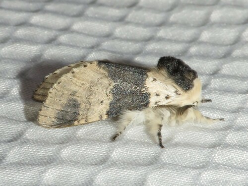 Modest Furcula Moth photo 3