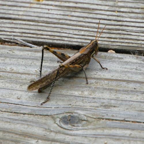 iNaturalist observation photo of Gray Bird Grasshopper