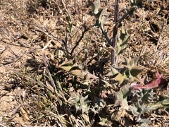 Berkheya heterophylla radiata