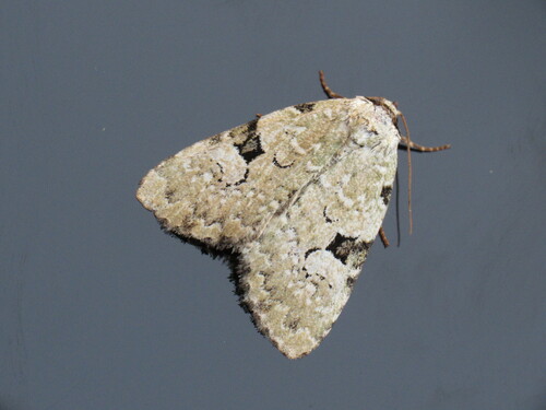 Stwm Insect Photo 282925785, (c) smwhite, some rights reserved (CC BY-NC), uploaded ...