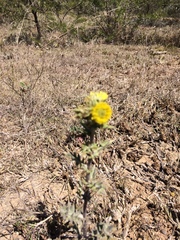 Berkheya heterophylla radiata