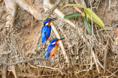 Corythornis vintsioides