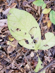 Sassafras albidum