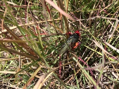 Phymateus morbillosus morbillosus