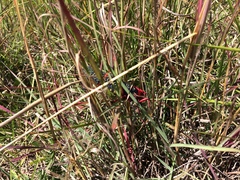 Phymateus morbillosus morbillosus