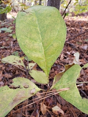 Sassafras albidum