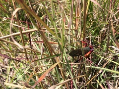 Phymateus morbillosus morbillosus