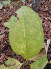 Sassafras albidum