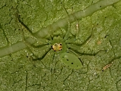 Lyssomanes viridis image