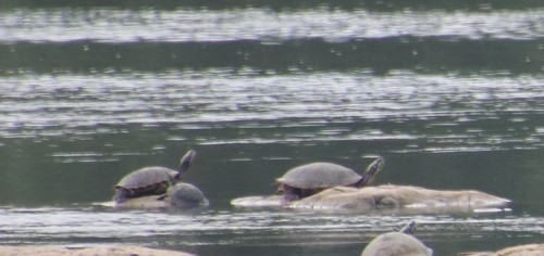 Rio Grande Cooter