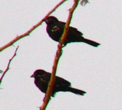 Bubalornis albirostris