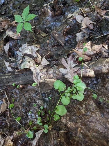 Image of American Bittercress (Cardamine rotundifolia) by (c) Alaina Krakowiak, some rights reserved (CC BY)