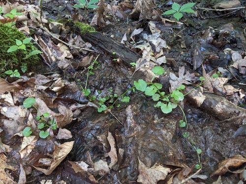 Image of American Bittercress (Cardamine rotundifolia) by (c) Alaina Krakowiak, some rights reserved (CC BY)