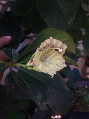 Crescentia cujete