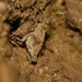 Bajung's Cliffhopper - Photo (c) Madan Subedi, some rights reserved (CC BY-NC), uploaded by Madan Subedi