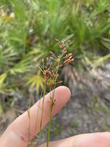 Capillary hairsedge (Bulbostylis ciliatifolia)