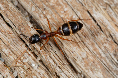 Banded Sugar Ant
