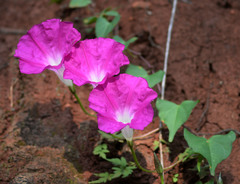Ipomoea orizabensis orizabensis