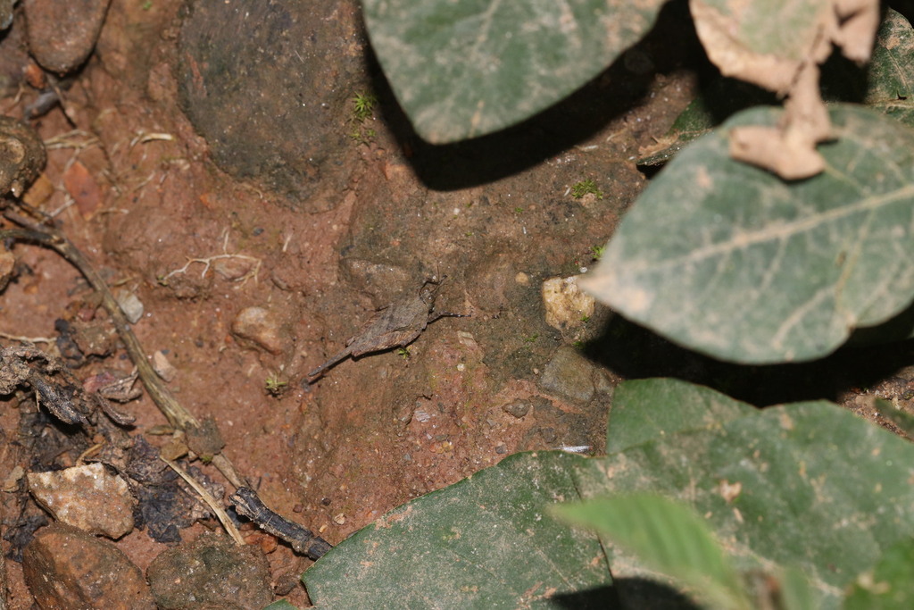 Aryalidonta