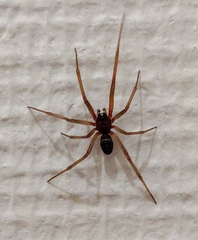 Steatoda grossa