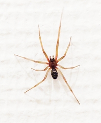Steatoda grossa
