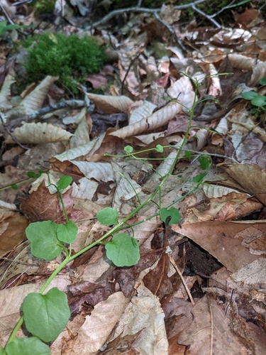 Image of Cardamine rotundifolia by (c) Alaina Krakowiak, some rights reserved (CC BY)